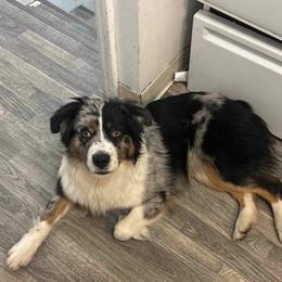 Kylo - Miniature Australian Shepherd