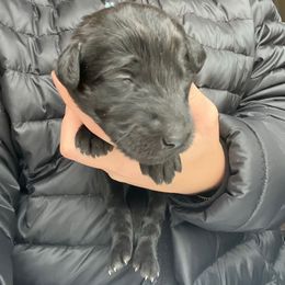 Dasher - Black male Labradoodle puppy in Monticello, Georgia from Daylin’s Doodles & Labradors