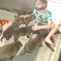 Labrador Retriever puppies from Spirit Oaks Labrador Retrievers