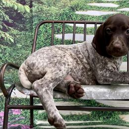 German Shorthaired Pointers from Stadnick Pups