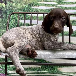 German Shorthaired Pointers from Stadnick Pups