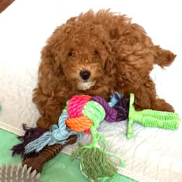 Poodle Puppies from Wanda Burton