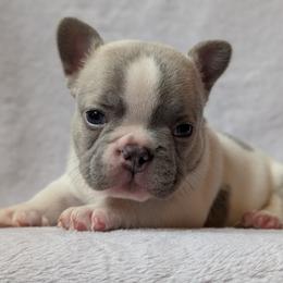 Priscilla - White female French Bulldog puppy in Battle Ground, Washington from Ferguson's Bulldogs
