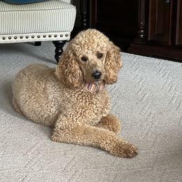 Dakota - Goldendoodle