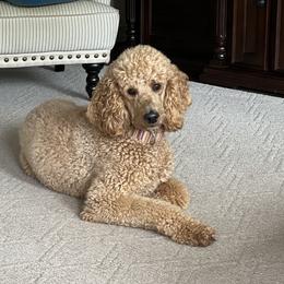 Dakota - Goldendoodle