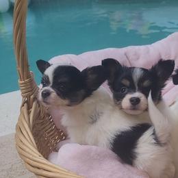 Girl 3 - White black and tan female Papillon puppy in Florida from Tammy's Papillon Playpen
