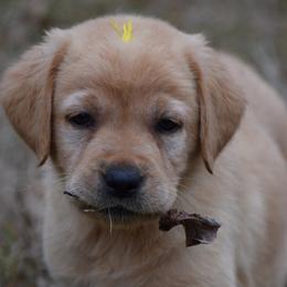 Yellow female  - Yellow - Yellow female Labrador Retriever puppy in Edgefield, South Carolina from Backwoods Pond Labradors LLC