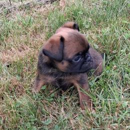 Green - Belge male Brussels Griffon puppy in Ashland, Massachusetts from Amelyn Show Dogs