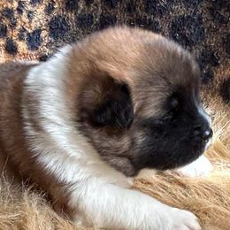 Joker - Red, black overlay Akita puppy in South Whitley, Indiana from BleuMoon Akitas