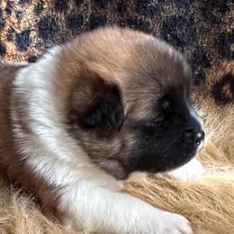 Joker - Red, black overlay Akita puppy in South Whitley, Indiana from BleuMoon Akitas