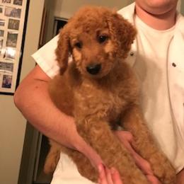 Goldendoodle Puppies from Da Ruba Doodles