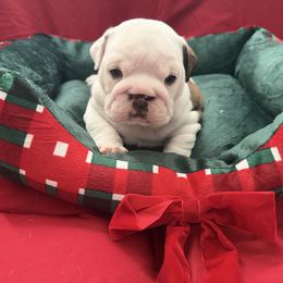 Glory - Red and white female Bulldog puppy in Aiken, South Carolina from Hayzlett Family English Bulldogs
