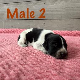 Cash - Black roan male German Shorthaired Pointer puppy in Axton, Virginia from Red Clay Kennels