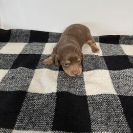 Chocolate tan - Chocolate and tan female Dachshund puppy in San Diego, California from San Diego Dachshunds