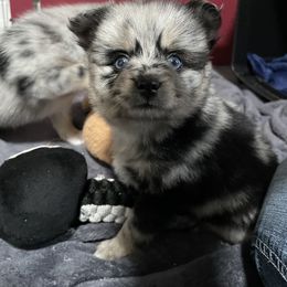 Pomsky Puppies from Michelle