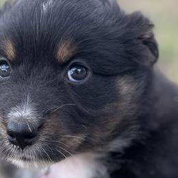 Australian Shepherds, Miniature Australian Shepherds, and Toy Australian Shepherds from Skaky Shepherds