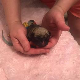 Pug Puppies from Pickwick Pugs