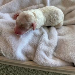 Anthony - Parti male Goldendoodle puppy in Barstow, California from Golden Desert Doodles