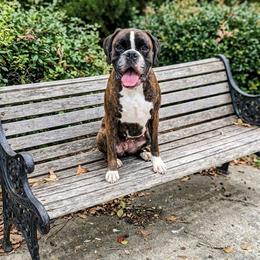 Tiger - Boxer