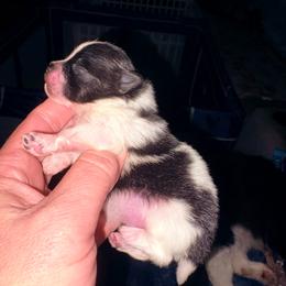 Keanu - Black parti male Pomeranian puppy in East Mountain, Texas from Fairchild Fancy Pomeranians and Coachella Pomeranians
