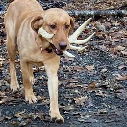 Winny - Labrador Retriever