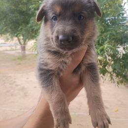 Boy 2 - Blue male German Shepherd puppy in Cochise, Arizona from Freiheit Von Himmel  Shepherds