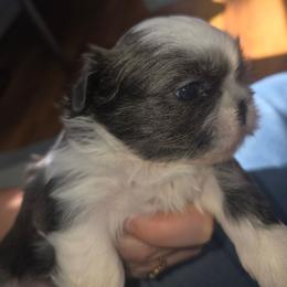 Luna - Blue and white female Shih Tzu puppy in Wakeman, Ohio from Gemstone Puppies
