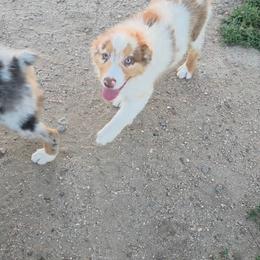 Toast (Black) - Red merle male Australian Shepherd puppy in Vona, Colorado from Dyna Aussies