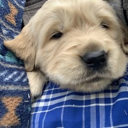 Golden Retriever Puppies from Daniel Ranch Golden Retrievers