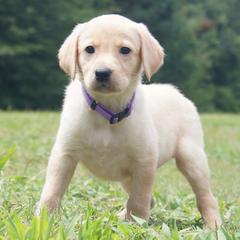 Miss Purple Collar - Yellow female Labrador Retriever puppy in Johnston, South Carolina from Dry Pond Retrievers, LLC