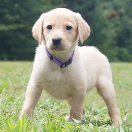 Miss Purple Collar - Yellow female Labrador Retriever puppy in Johnston, South Carolina from Dry Pond Retrievers, LLC