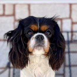 Stormy Jane - Cavalier King Charles Spaniel