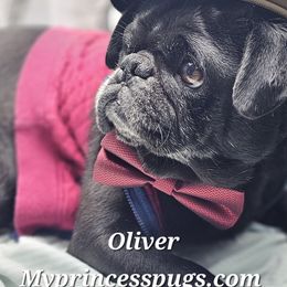 Oliver - Pug
