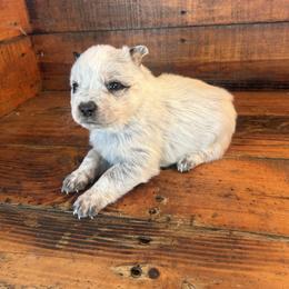 Girl 2 - Blue speckled female Australian Cattle Dog puppy in Mooresboro, North Carolina from Grog Creek Kennel