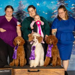 Poodles from Rhapsody Standard Poodles