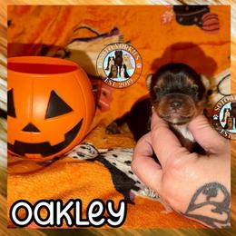 Oakley - Black and tan male Yorkshire Terrier puppy in London, Kentucky from Soto Yorkies
