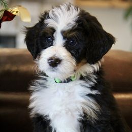"Rocky" Bernedoodle and Bernese Mountain Dog Puppies from Wild Mountainside Bernedoodles