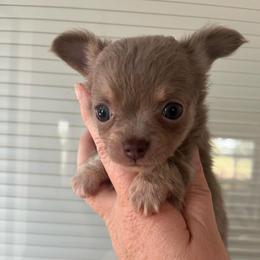 Piper - Blue and tan female Chihuahua puppy in Coweta, Oklahoma from Green Country Chihuahuas