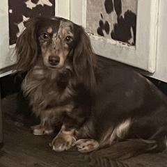 Dachshunds from BellBottoms Dachshunds
