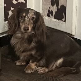 Dachshunds from BellBottoms Dachshunds