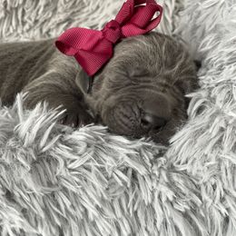 Great Dane Puppies from Lazuli Great Danes