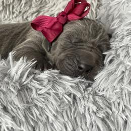Great Dane Puppies from Lazuli Great Danes
