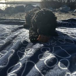 Augustus - Black male Poodle puppy in Berkeley, California from Poodle Parade