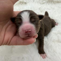 Mojo JoJo - Red tri male Miniature Australian Shepherd puppy in Greenville, Ohio from Arnold’s Aussies