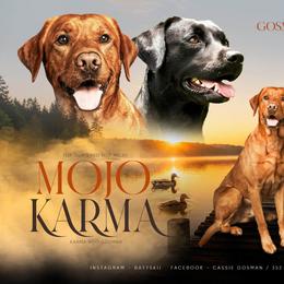 Labrador Retriever puppies from Gosman Retrievers