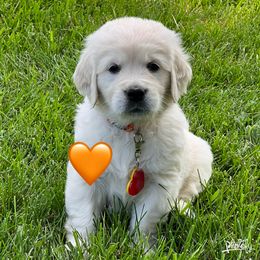 Girl 5 - Golden Retriever puppy in Attica, Michigan from Magnolia Meadow Goldens
