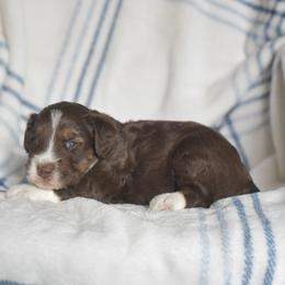 Tic - Red tri-color male Aussiedoodle puppy in Delta, Colorado from PTK Ranch