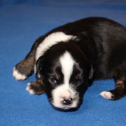 Wolffe - Black tri male Miniature American Shepherd puppy in Hillsdale, Michigan from Faithwalk Aussies and Mini American Shepherds