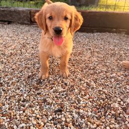 Boy 3 Black - Dark golden male Golden Retriever puppy in Joshua, Texas from 3 Gun Retrievers