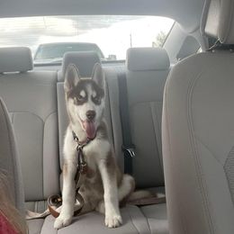 Siberian Husky Puppies from Milly's Showline Pets